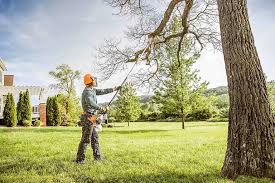 Best Tree Planting Services  in Uvalde, TX